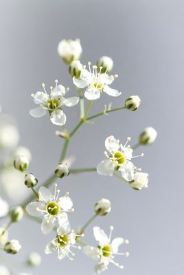 Delicate White Baby's Breath Flowers