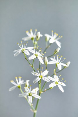 White star-shaped flowers on gray background
