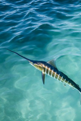 Swordfish swimming in clear ocean water