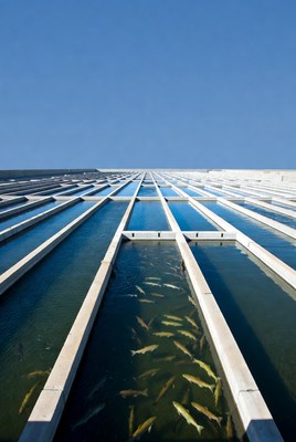 Fish Farming Ponds with Swimming Fish