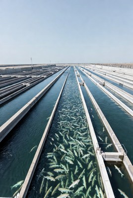 Fish Farming Ponds with Swimming Fry
