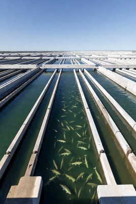 Fish Farming Ponds with Swimming Fish