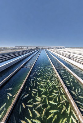 Fish Farming Ponds with Swimming Fish
