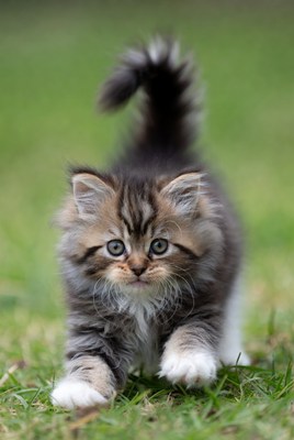 Fluffy kitten playing on grass