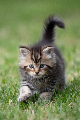 Fluffy kitten playing on grass