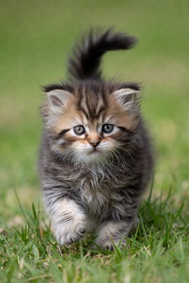 Fluffy kitten running on grass