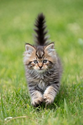 Fluffy kitten playing on grass