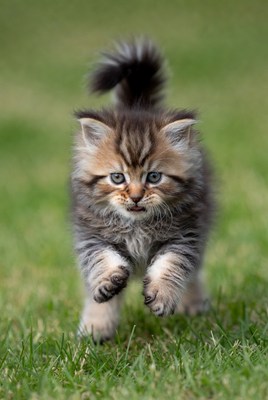 Fluffy kitten jumping in grass
