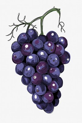 Purple grape bunch illustration