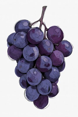Purple grapes bunch illustration