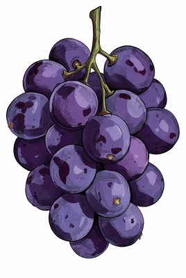 Purple grape bunch illustration
