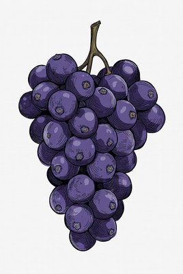 Purple Grapes Bunch Illustration