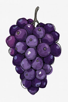 Purple grape bunch illustration
