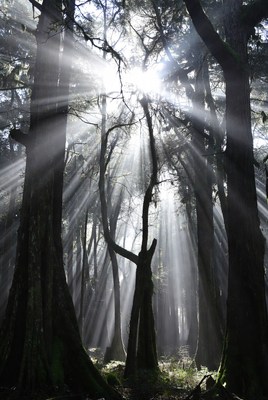 Sun rays piercing misty forest trees