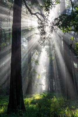 Sunlight Rays in Forest Trees