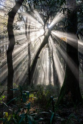 Sunrays Filtering Through Forest Trees