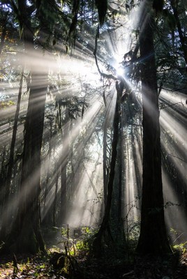 Sunbeams through mossy forest trees