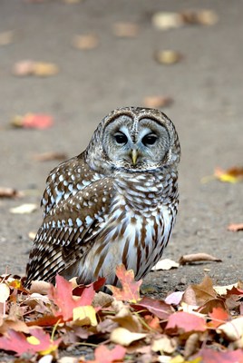 Barred Owl on Autumn Leaves Path