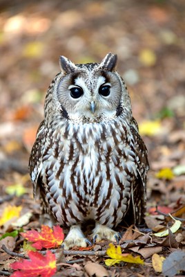 Barred Owl in Autumn Forest Leaves