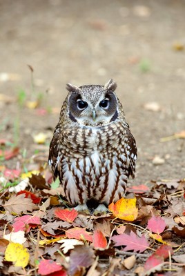 Barred Owl on Autumn Leaves