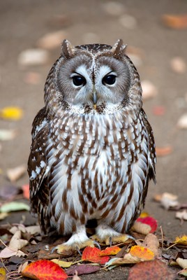 Barred Owl on Autumn Leaves