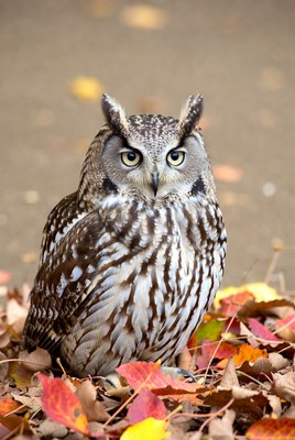 Short-eared owl on autumn leaves