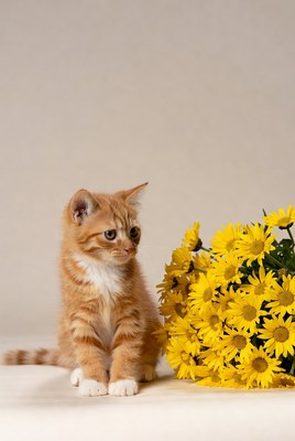 Orange kitten with yellow flowers