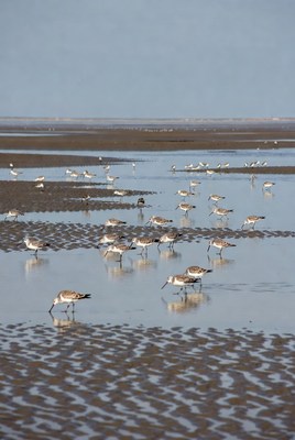 Flock of shorebirds on tidal mudflat