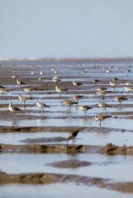 Flock of shorebirds on mudflat