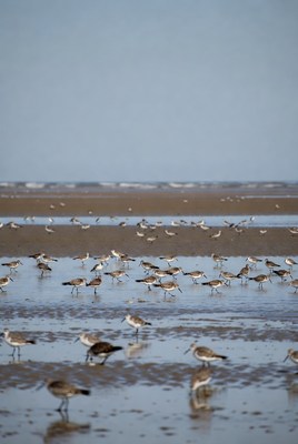 Flock of shorebirds on mudflat