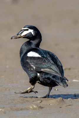Black Scoter duck on mudflat