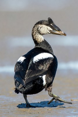 Brant Goose walking on beach