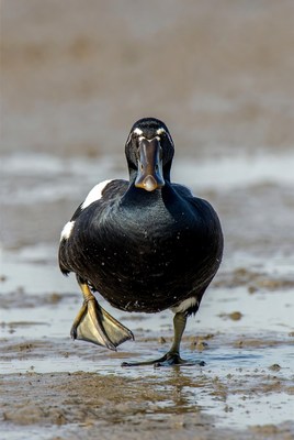 Black duck standing on muddy shore