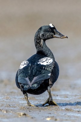 Black duck standing on mudflat