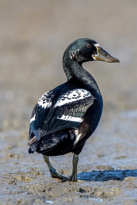Black duck standing on mudflat