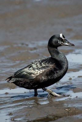 Black duck standing on mudflat