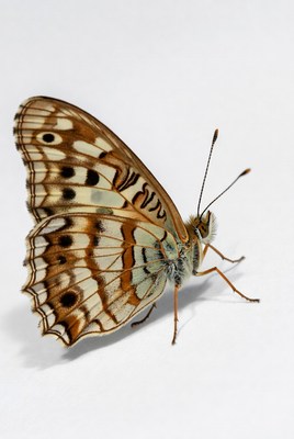 Brown butterfly with eye spots