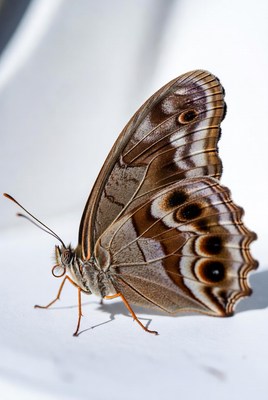 Brown butterfly with eye spots