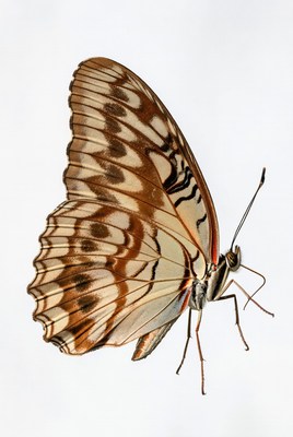 Brown butterfly with striped wings
