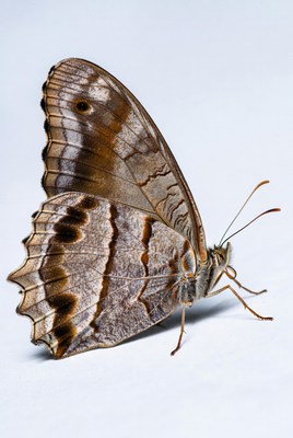 Brown butterfly with eyespots