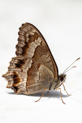 Brown butterfly on white background