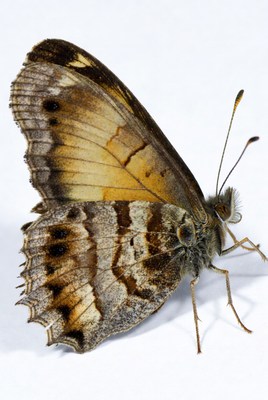 Brown butterfly on white background