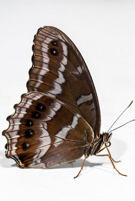 Brown butterfly with white stripes