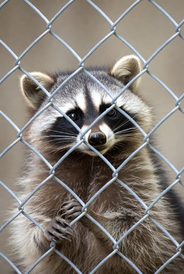Raccoon peering through chain link fence