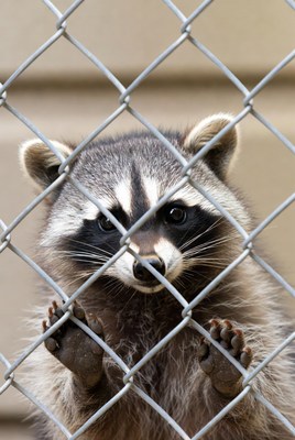 Raccoon peering through chain link fence