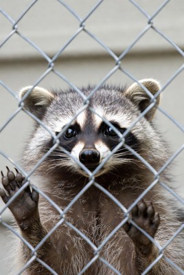 Raccoon peering through chain link fence