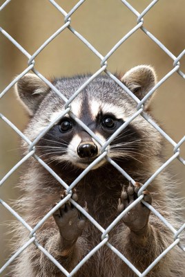 Raccoon peering through chain link fence