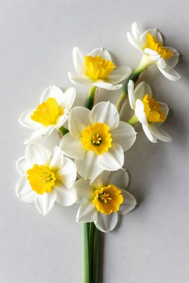 White Daffodils with Yellow Centers