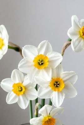 White Daffodils with Yellow Centers