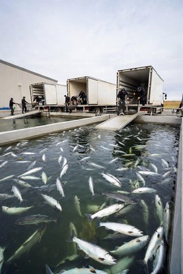 Workers Loading Salmon from Fish Farm Trucks